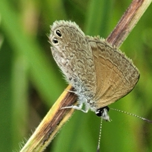 Nacaduba biocellata at Macgregor, ACT - 9 Nov 2021 11:11 AM