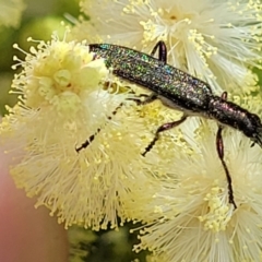 Eleale aspera (Clerid beetle) at Macgregor, ACT - 9 Nov 2021 by trevorpreston