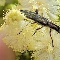 Eleale aspera (Clerid beetle) at Macgregor, ACT - 9 Nov 2021 by tpreston
