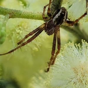 Backobourkia sp. (genus) at Macgregor, ACT - 9 Nov 2021 11:20 AM