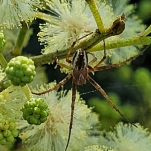 Backobourkia sp. (genus) at Macgregor, ACT - 9 Nov 2021
