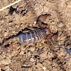 Urodacus manicatus (Black Rock Scorpion) at Macgregor, ACT - 9 Nov 2021 by tpreston