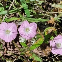 Convolvulus angustissimus subsp. angustissimus (Australian Bindweed) at Macgregor, ACT - 9 Nov 2021 by trevorpreston