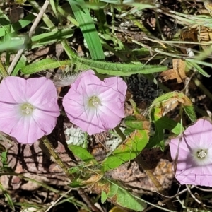 Convolvulus angustissimus subsp. angustissimus at Macgregor, ACT - 9 Nov 2021 11:27 AM