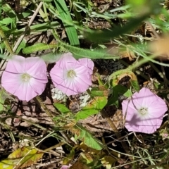 Convolvulus angustissimus subsp. angustissimus at Macgregor, ACT - 9 Nov 2021 11:27 AM