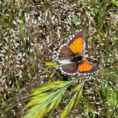 Lucia limbaria (Chequered Copper) at Macgregor, ACT - 9 Nov 2021 by trevorpreston