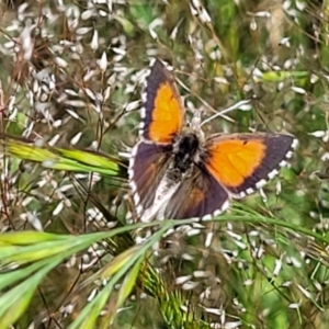 Lucia limbaria at Macgregor, ACT - 9 Nov 2021 11:28 AM