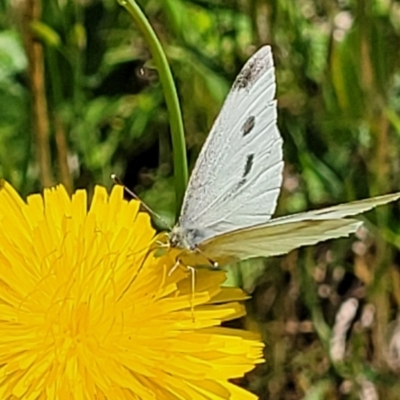 Pieris rapae (Cabbage White) at Macgregor, ACT - 9 Nov 2021 by trevorpreston