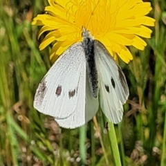 Pieris rapae at Macgregor, ACT - 9 Nov 2021