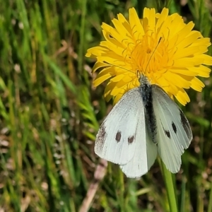 Pieris rapae at Macgregor, ACT - 9 Nov 2021