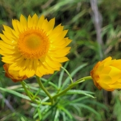 Xerochrysum viscosum (Sticky Everlasting) at Macgregor, ACT - 9 Nov 2021 by trevorpreston