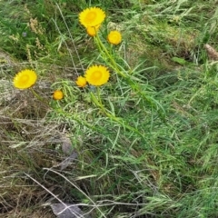 Xerochrysum viscosum at Macgregor, ACT - 9 Nov 2021