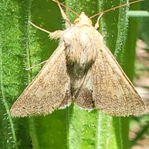 Helicoverpa punctigera at Macgregor, ACT - 9 Nov 2021