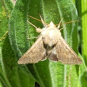 Helicoverpa punctigera at Macgregor, ACT - 9 Nov 2021