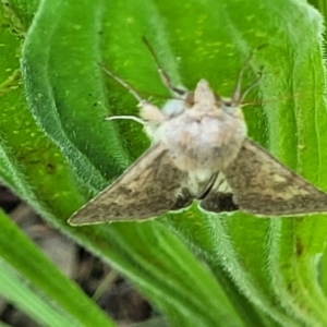 Helicoverpa punctigera at Macgregor, ACT - 9 Nov 2021