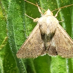 Helicoverpa punctigera at Macgregor, ACT - 9 Nov 2021