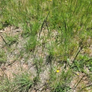 Eragrostis curvula at Macgregor, ACT - 9 Nov 2021