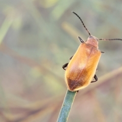 Ecnolagria grandis (Honeybrown beetle) at Hall, ACT - 9 Nov 2021 by trevorpreston