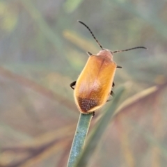 Ecnolagria grandis at Hall, ACT - 9 Nov 2021 12:07 PM