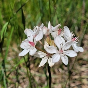 Burchardia umbellata at Hall, ACT - 9 Nov 2021