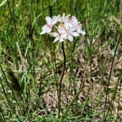 Burchardia umbellata at Hall, ACT - 9 Nov 2021 12:18 PM