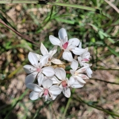 Burchardia umbellata at Hall, ACT - 9 Nov 2021 12:18 PM