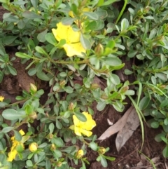 Hibbertia sp. (Guinea Flower) at Corang, NSW - 6 Nov 2021 by LeonieWood