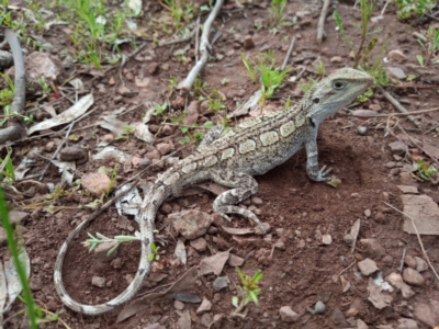 Amphibolurus muricatus (Jacky Lizard) at Corang, NSW - 6 Nov 2021 by LeonieWood