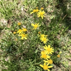 Senecio madagascariensis at Mount Fairy, NSW - 9 Nov 2021