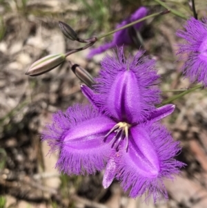 Thysanotus tuberosus at Mount Fairy, NSW - 9 Nov 2021