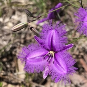 Thysanotus tuberosus at Mount Fairy, NSW - 9 Nov 2021 12:29 PM