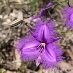 Thysanotus tuberosus (Common Fringe-lily) at Mount Fairy, NSW - 9 Nov 2021 by rainer