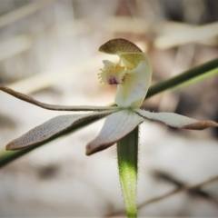 Caladenia moschata (Musky Caps) at Block 402 - 8 Nov 2021 by JohnBundock