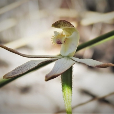 Caladenia moschata (Musky Caps) at Stromlo, ACT - 8 Nov 2021 by JohnBundock