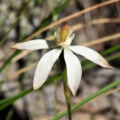 Caladenia moschata at Stromlo, ACT - 9 Nov 2021