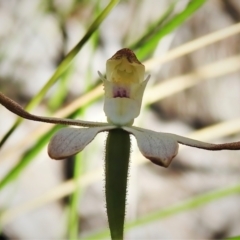 Caladenia moschata at Stromlo, ACT - 9 Nov 2021