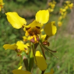 Diuris sulphurea (Tiger Orchid) at Mulloon, NSW - 9 Nov 2021 by Lockwood