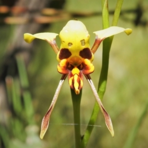 Diuris sulphurea at Stromlo, ACT - 9 Nov 2021