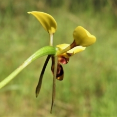 Diuris sulphurea at Stromlo, ACT - 9 Nov 2021