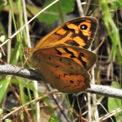 Heteronympha merope (Common Brown Butterfly) at Block 402 - 9 Nov 2021 by JohnBundock