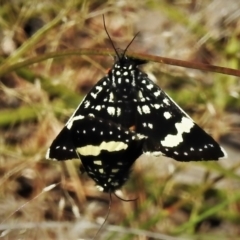 Idalima affinis (A day flying moth) at Stromlo, ACT - 9 Nov 2021 by JohnBundock