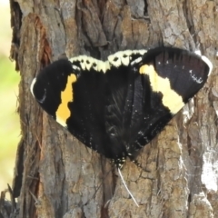 Eutrichopidia latinus (Yellow-banded Day-moth) at Molonglo Valley, ACT - 9 Nov 2021 by JohnBundock