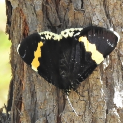 Eutrichopidia latinus (Yellow-banded Day-moth) at Block 402 - 9 Nov 2021 by JohnBundock