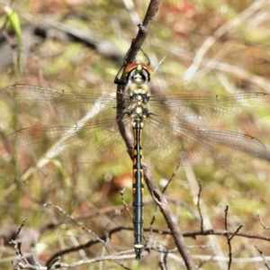 Hemicordulia tau at Stromlo, ACT - 9 Nov 2021 10:44 AM