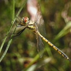 Hemicordulia tau at Stromlo, ACT - 9 Nov 2021