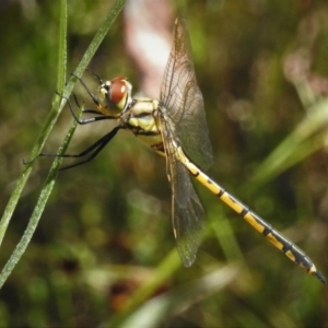 Hemicordulia tau at Stromlo, ACT - 9 Nov 2021