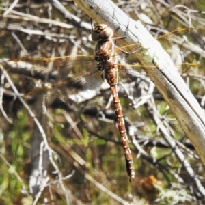 Adversaeschna brevistyla at Stromlo, ACT - 9 Nov 2021