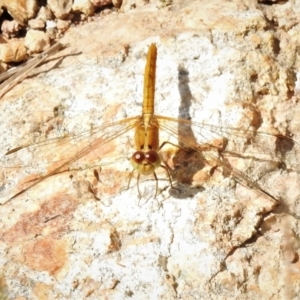 Diplacodes haematodes at Molonglo Valley, ACT - 9 Nov 2021