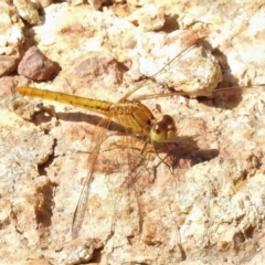 Diplacodes haematodes at Molonglo Valley, ACT - 9 Nov 2021