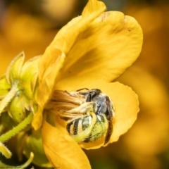 Lipotriches (Austronomia) flavoviridis (sweat bee) at Acton, ACT - 9 Nov 2021 by Roger